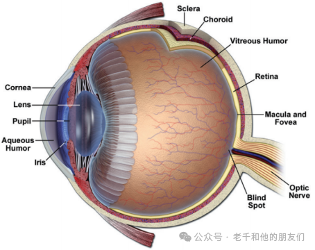 光镜基础知识讲解
